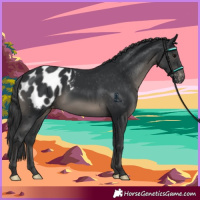Horse Color:Black Appaloosa 