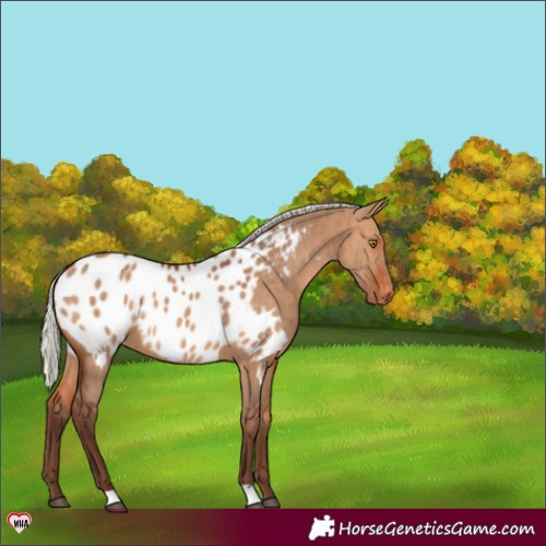 Horse Color:Silver Bay Dun Appaloosa Brindle 