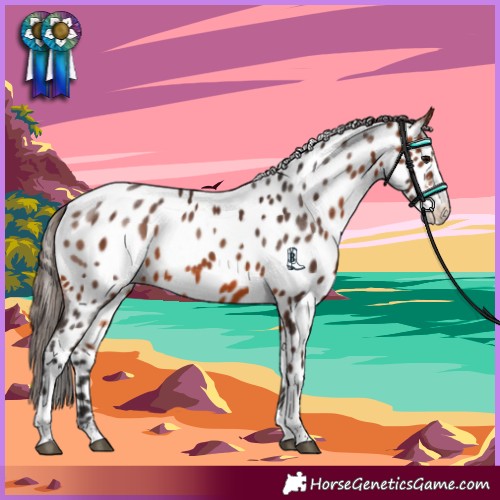 Horse Color:Bay Sabino Appaloosa