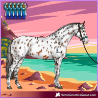 Horse Color:Bay Sabino Near Leopard 