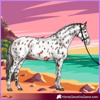 Horse Color:Bay Sabino Appaloosa 