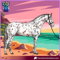 Horse Color:Bay Sabino Appaloosa