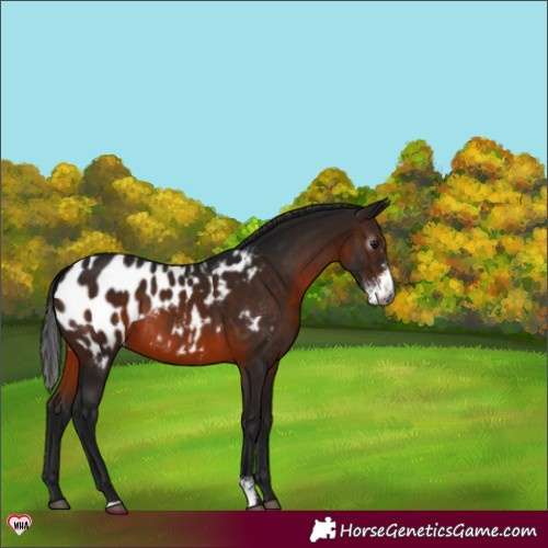 Horse Color:Gray Brown Sabino Appaloosa 