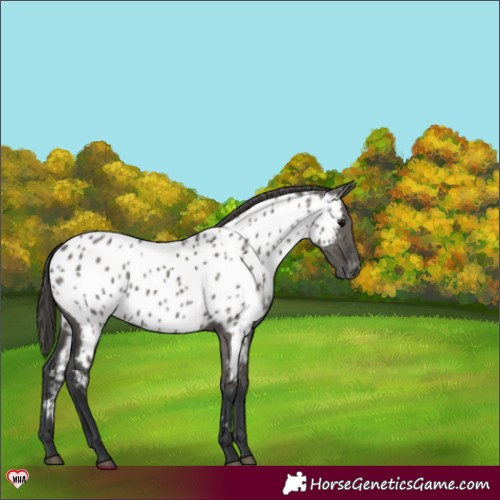 Horse Color:Grullo Appaloosa 