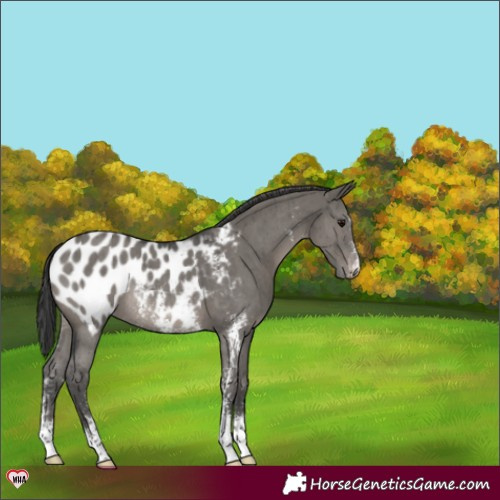 Horse Color:Grullo Sabino Appaloosa Rabicano Brindle 