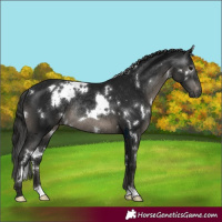 Horse Color:Gray White Spotted Black Varnish Rabicano