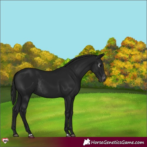 Horse Color:Gray Black Appaloosa Rabicano 