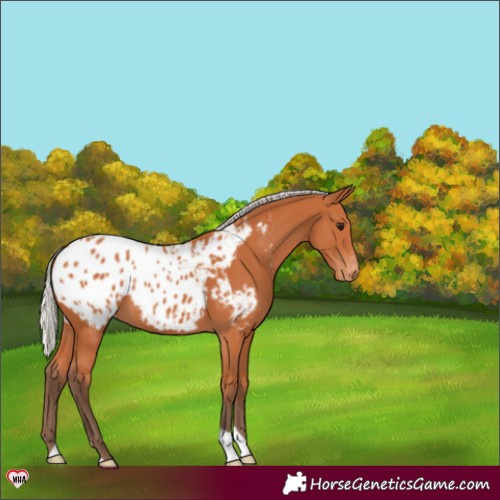 Horse Color:Silver Bay Appaloosa 