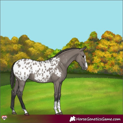 Horse Color:Grullo Sabino Appaloosa 