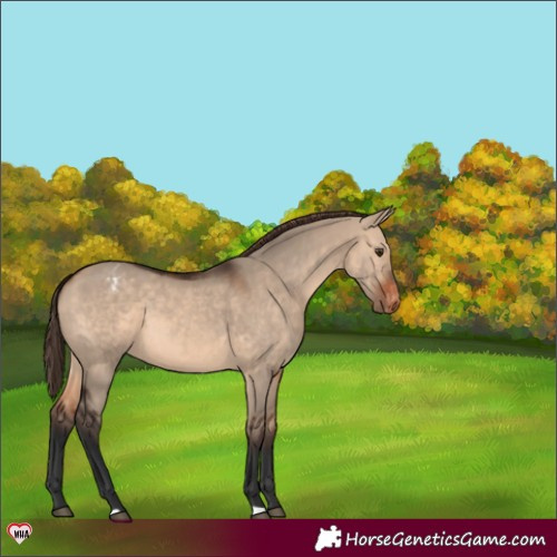 Horse Color:Brown Dun Appaloosa 