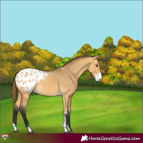 Horse Color:Buckskin Dun Sabino Appaloosa 