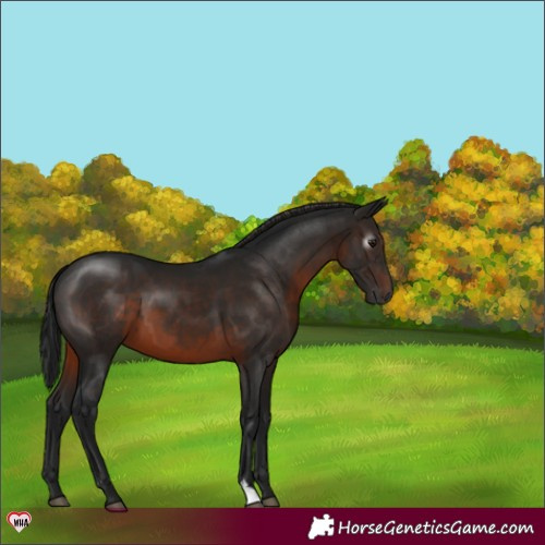Horse Color:Gray Brown 