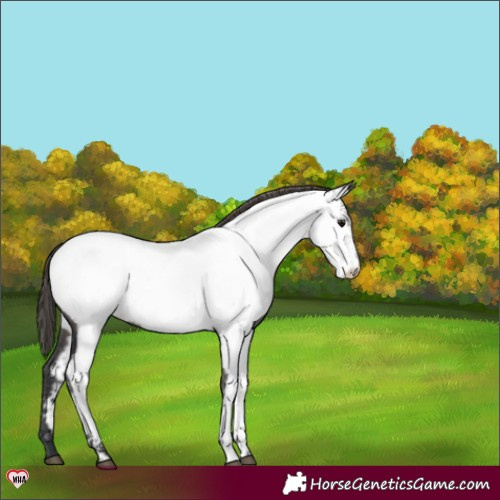 Horse Color:Grullo Appaloosa 