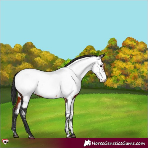 Horse Color:Brown Appaloosa 