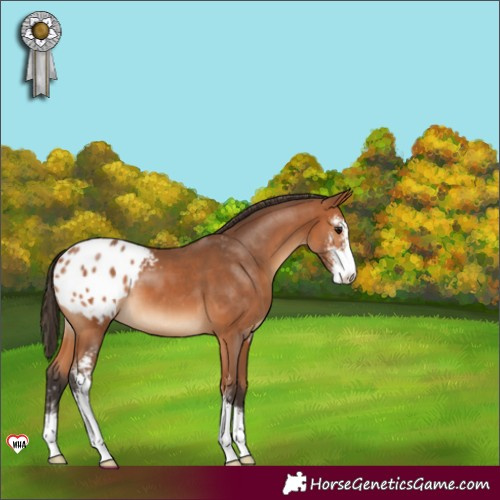 Horse Color:Bay Sabino Appaloosa