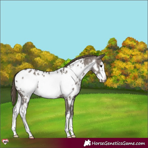 Horse Color:Smoky Grullo Sabino Frame Appaloosa 
