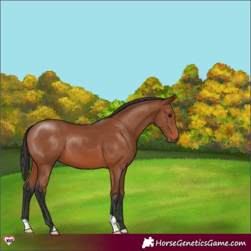 Horse Color:Bay 