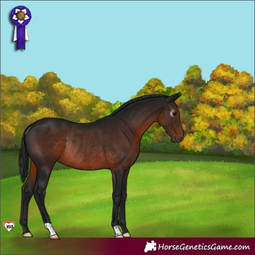 Horse Color:Gray Brown Rabicano 