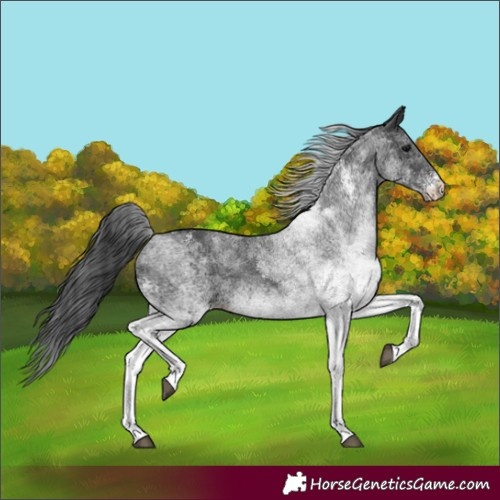 Horse Color:White Spotted Black Rabicano 