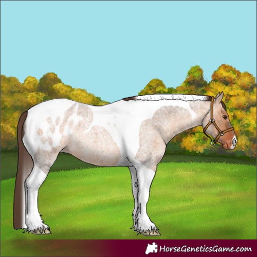 Horse Color:Bay Roan Dun Tobiano Appaloosa 