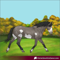 Horse Color:Grullo Frame
