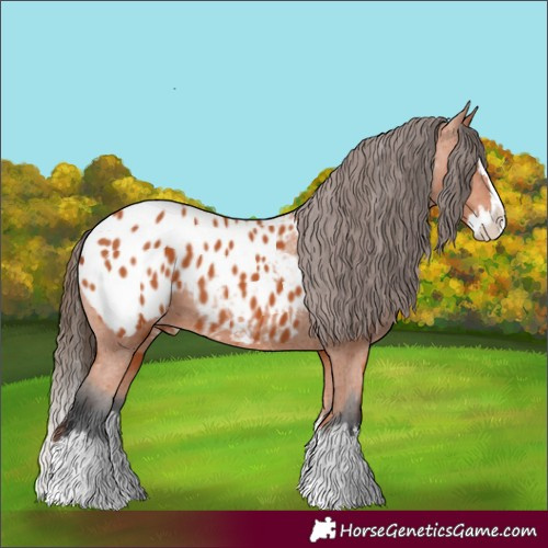 Horse Color:Bay Splash Appaloosa 