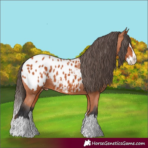 Horse Color:Bay Splash Appaloosa 