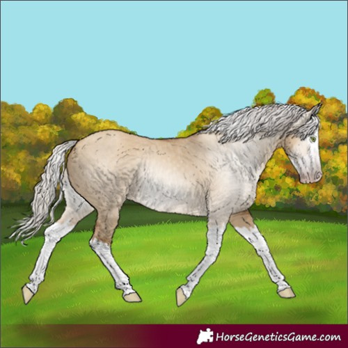 Horse Color:Gray Silver Amber Champagne Dun Splash 