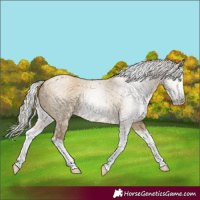 Horse Color:Gray Silver Amber Champagne Dun Splash