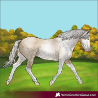 Horse Color:Gray Silver Amber Champagne Dun Splash