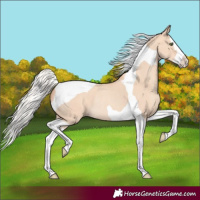 Horse Color:Silver Classic Champagne Dun Splash Tobiano Rabicano