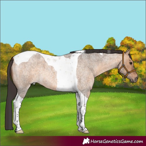 Horse Color:Bay Roan Dun Tobiano