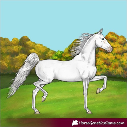 Horse Color:White Spotted Silver Classic Champagne Dun Splash Frame Rabicano 
