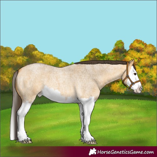 Horse Color:Buckskin Roan Dun Splash 