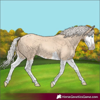 Horse Color:Silver Classic Champagne Dun Splash 