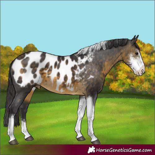 Horse Color:Buckskin Sabino Tobiano Appaloosa 