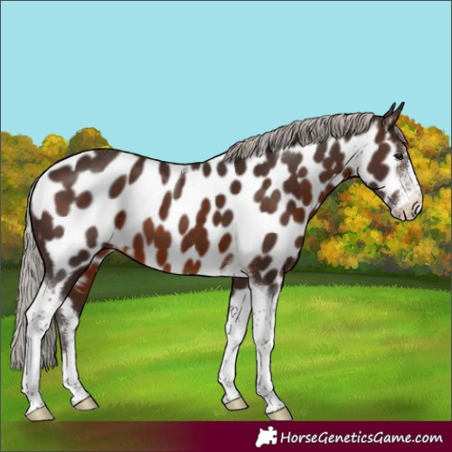 Horse Color:Silver Brown Sabino Tobiano Appaloosa