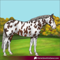 Horse Color:Silver Brown Sabino Tobiano Near Leopard