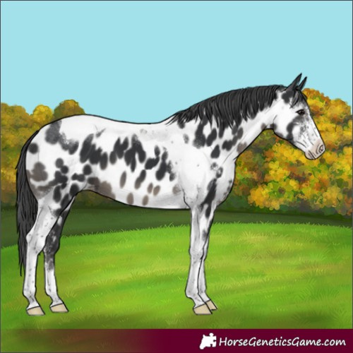 Horse Color:Black Sabino Tobiano Appaloosa 