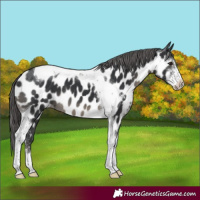 Horse Color:Black Sabino Tobiano Near Leopard 