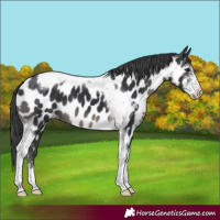 Horse Color:Black Sabino Tobiano Appaloosa