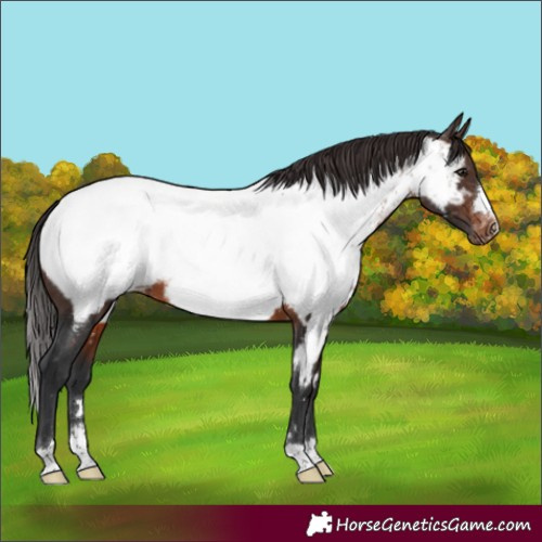 Horse Color:Brown Appaloosa