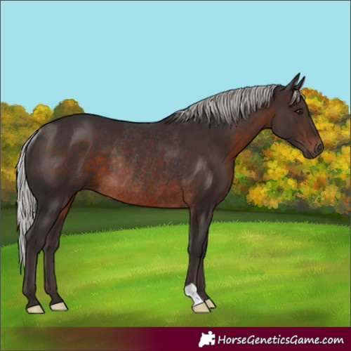 Horse Color:Silver Brown Rabicano 