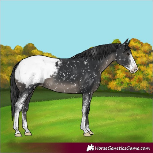 Horse Color:Black Sabino Appaloosa 