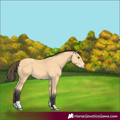Horse Color:Buckskin 