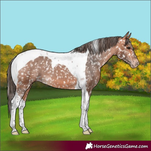 Horse Color:Bay Tobiano Appaloosa 