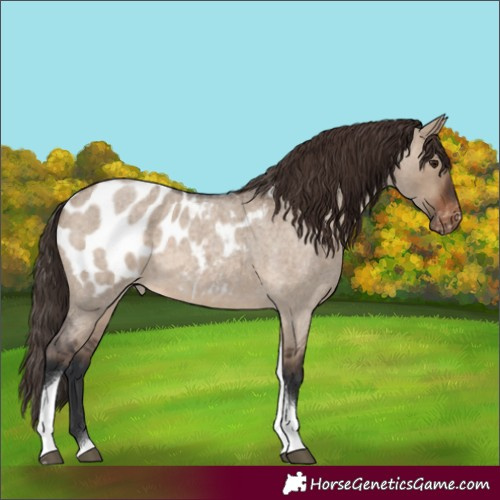 Horse Color:Brown Roan Dun Tobiano Appaloosa