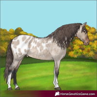 Horse Color:Brown Roan Dun Tobiano Appaloosa
