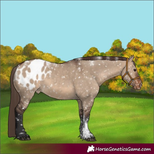 Horse Color:Powder White Brown Dun Blanket 