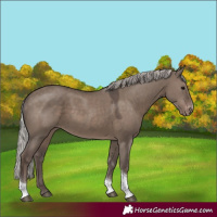 Horse Color:Silver Grullo Tobiano Appaloosa 